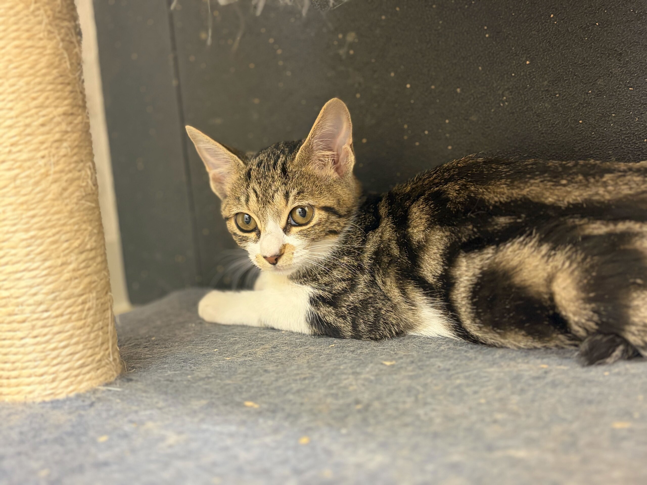 甘えん坊マイペースおかきちゃん