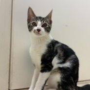 人懐っこい男の子ゆもちくん