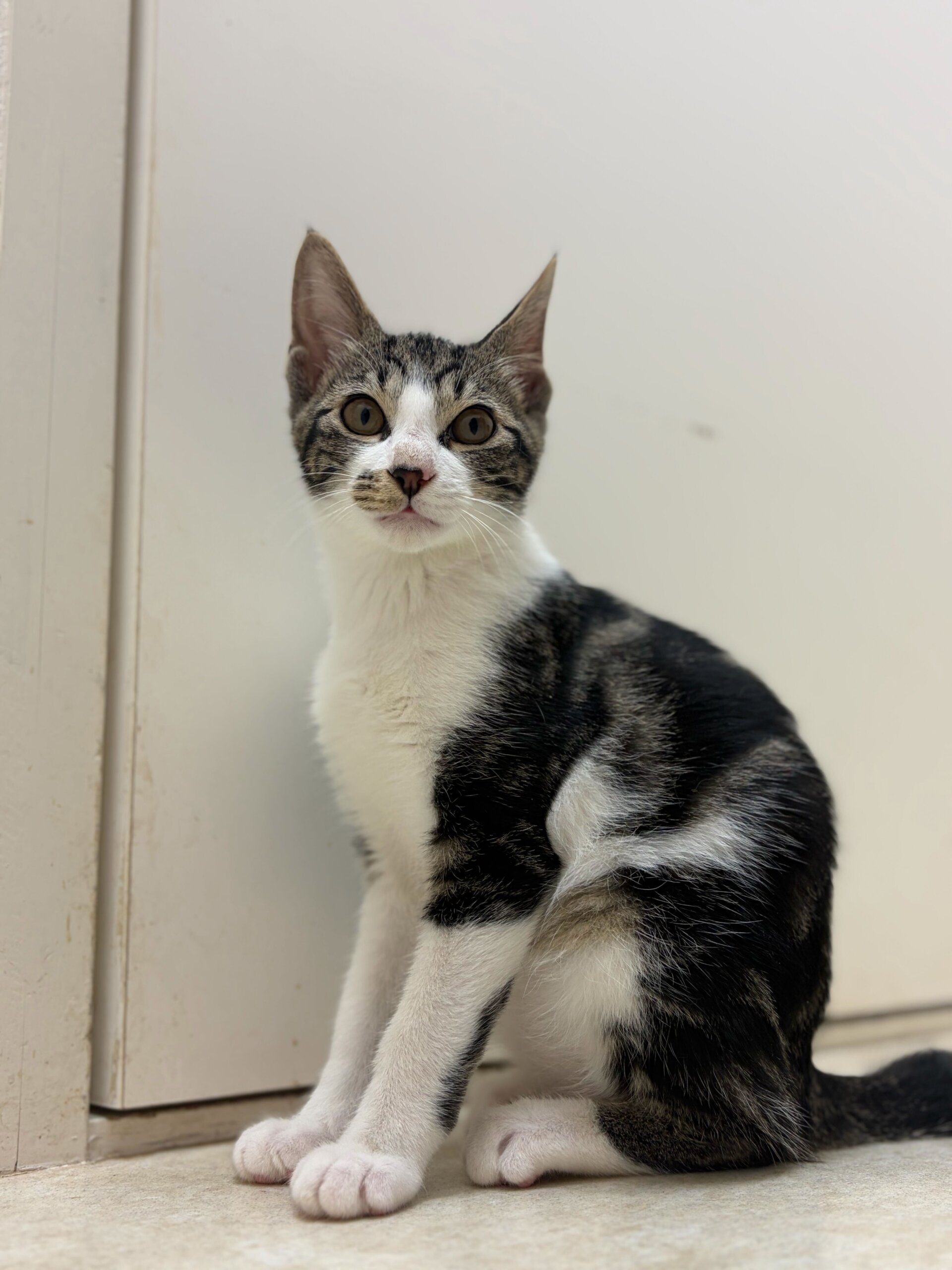 人懐っこい男の子ゆもちくん