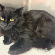 人慣れ頑張るひじきちゃん