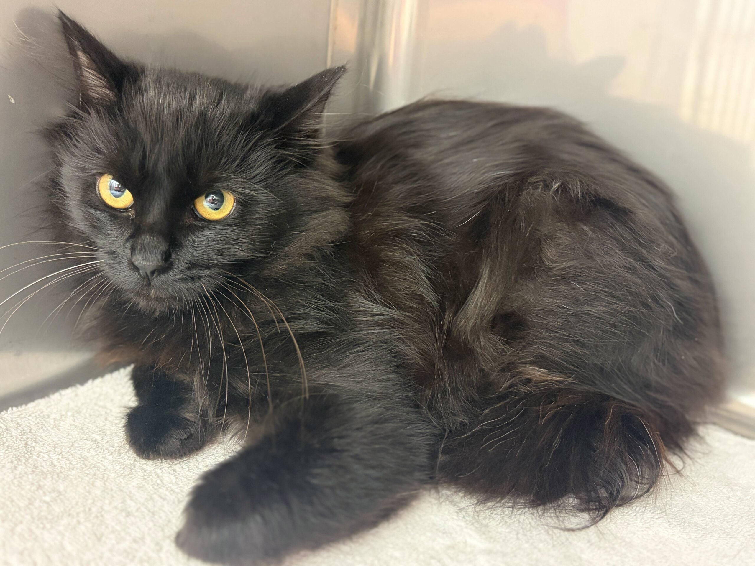 人慣れ頑張るひじきちゃん