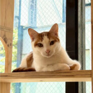 おっとり優しいこういちくん（11/24譲渡会）