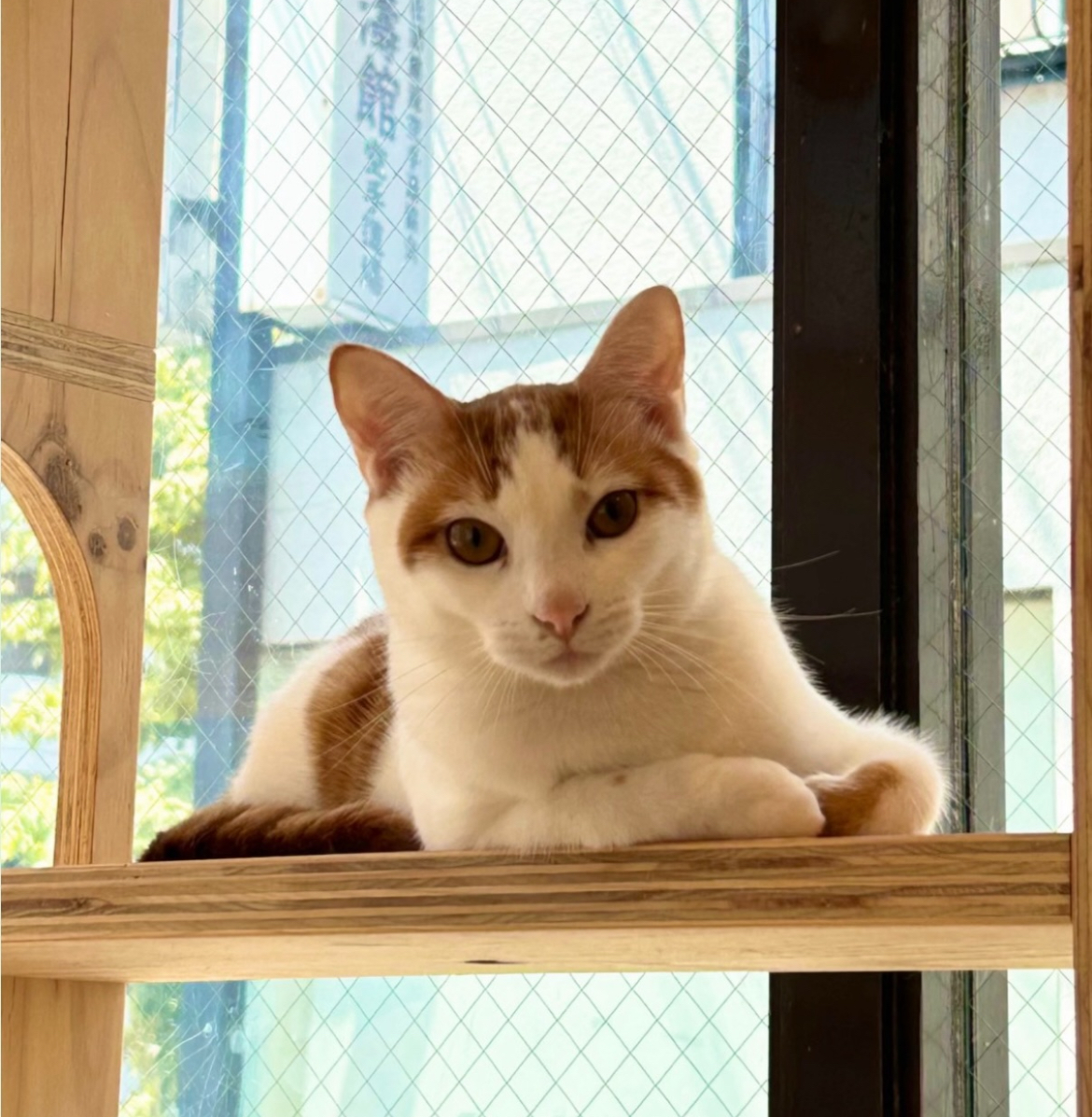 おっとり優しいこういちくん（11/24譲渡会）