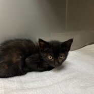 甘えん坊な2ヶ月のきよみちゃん