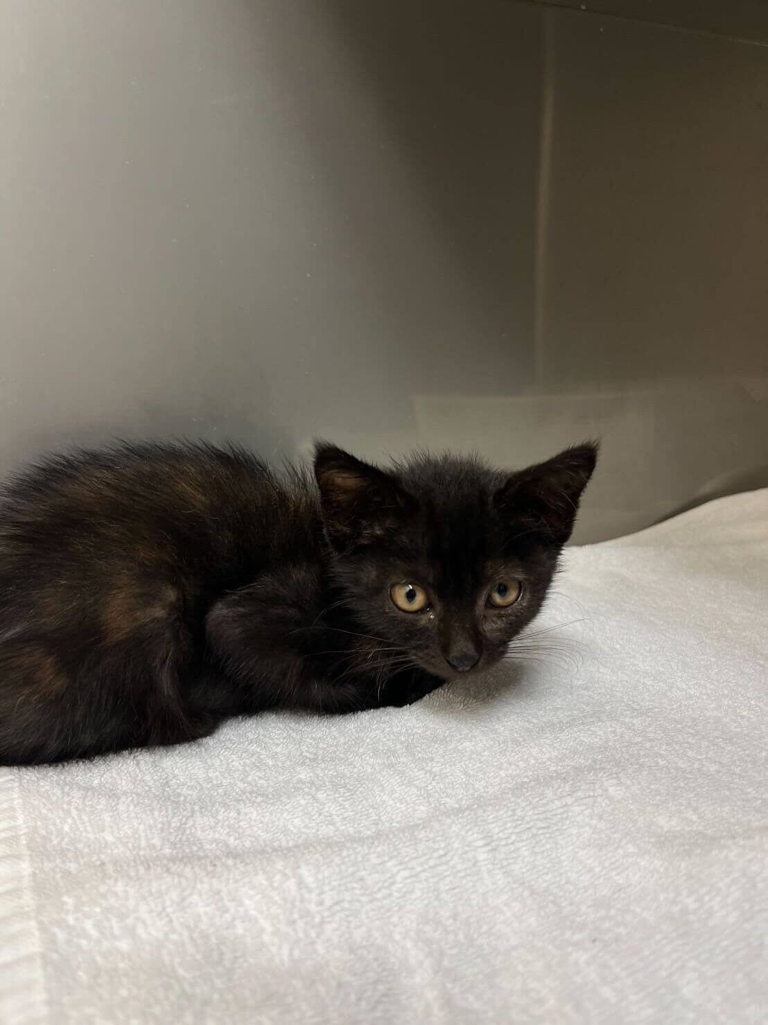 甘えん坊な2ヶ月のきよみちゃん