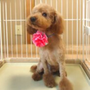 里親募集犬ボランティア、里親募集委託