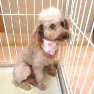 １０月末迄🎃譲渡会（繁殖終了犬）＆トリミング・シャンプー教室