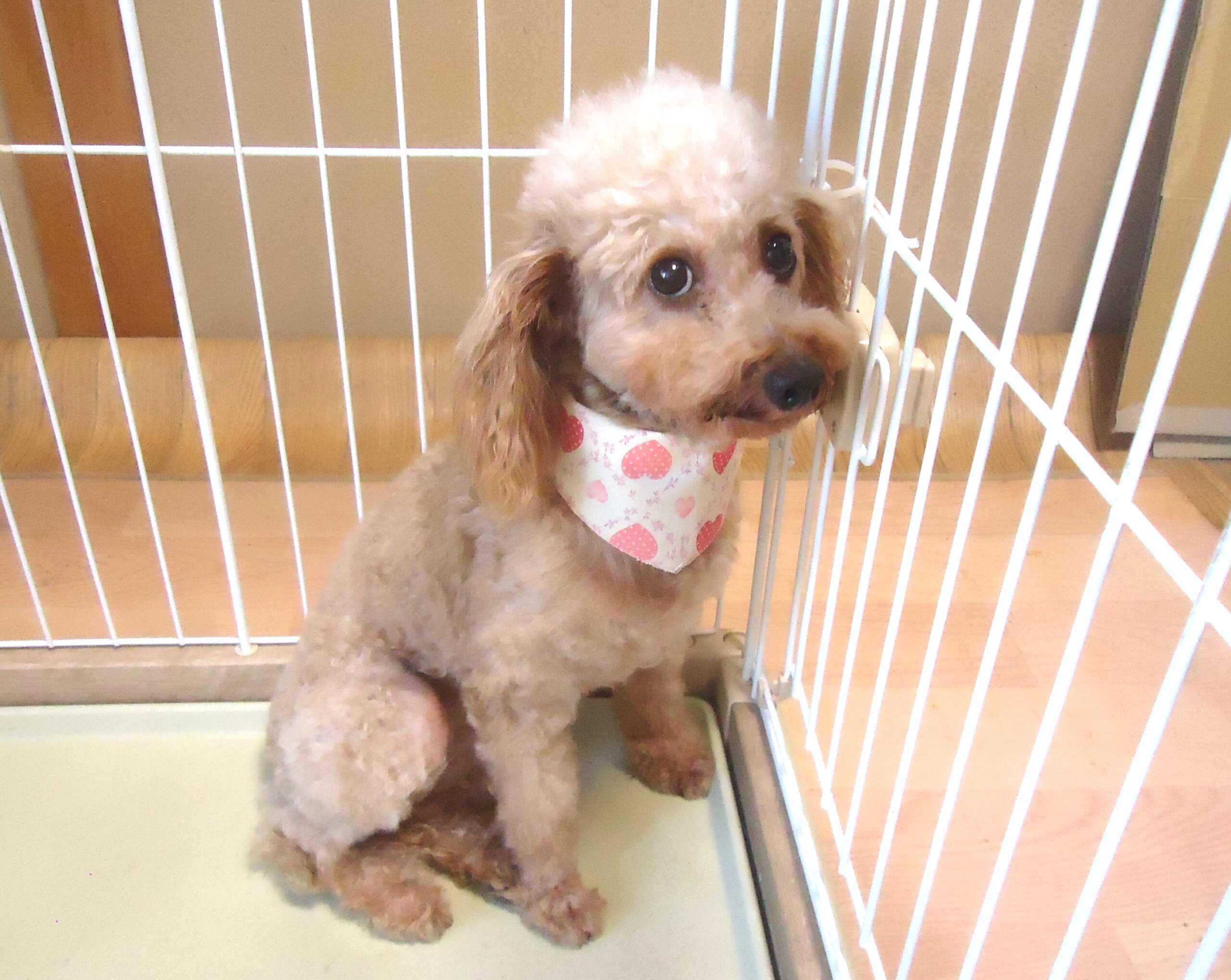 １０月末迄🎃譲渡会（繁殖終了犬）＆トリミング・シャンプー教室