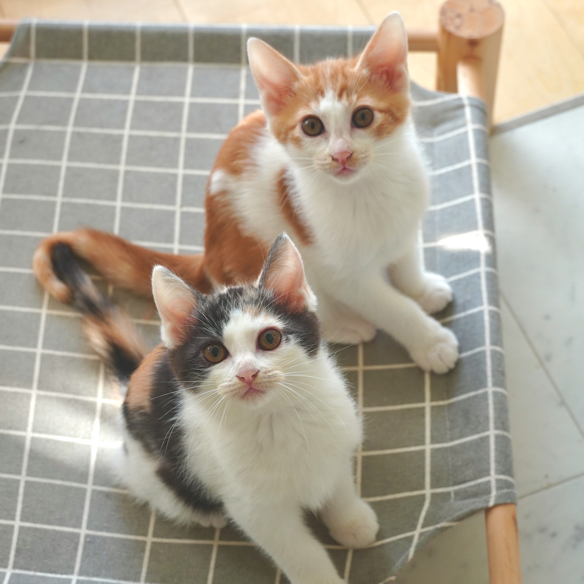 元気＆甘えんぼの仲良し兄妹♡（ペアのみ）