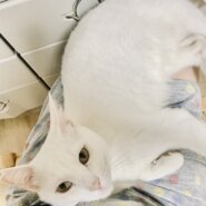 甘えん坊のシロくん