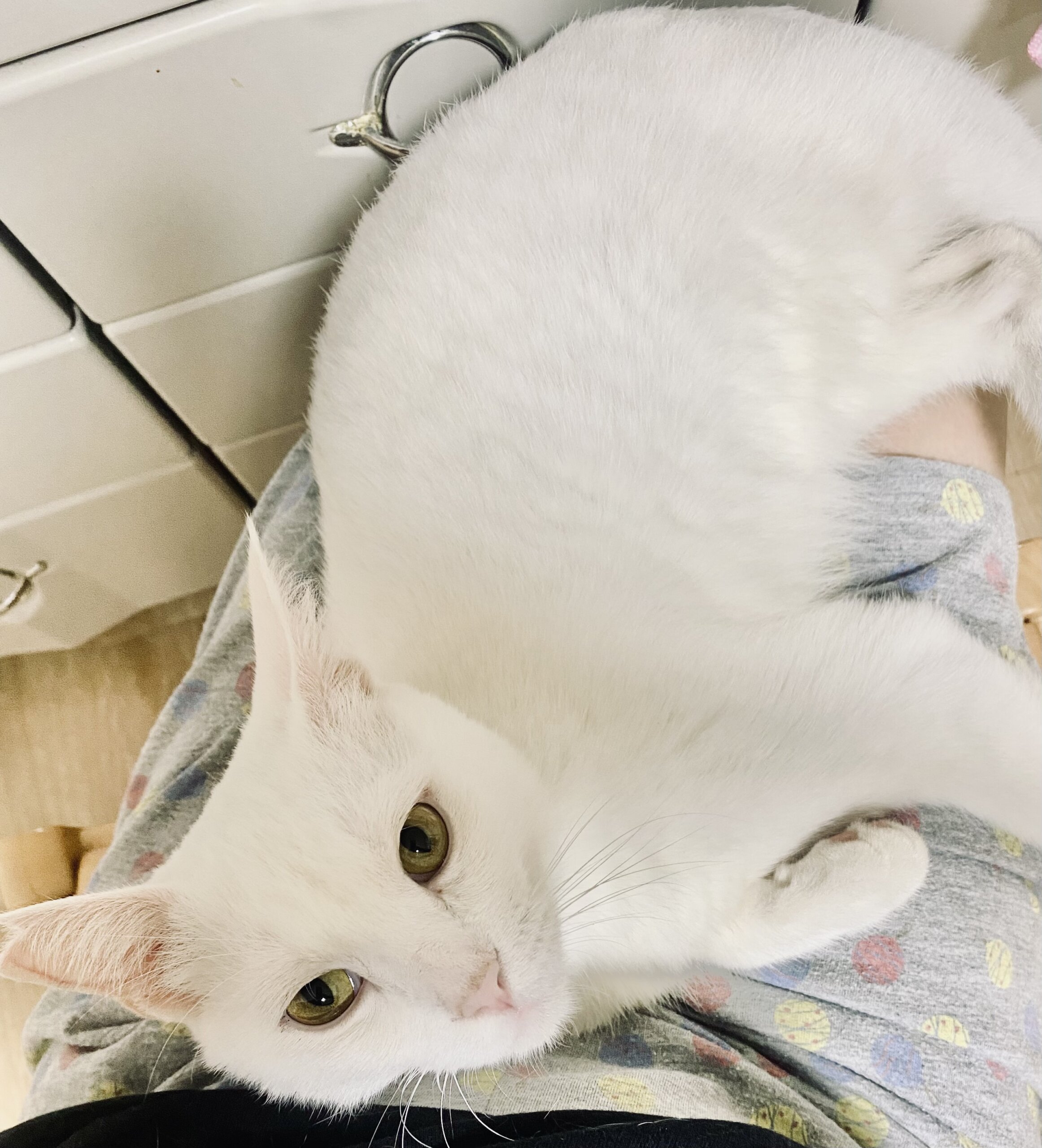 甘えん坊のシロくん