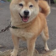 豆柴タイプの女の子さくらちゃん❤️