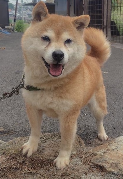 豆柴タイプの女の子さくらちゃん❤️