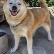 柴犬女の子杏ちゃん❤️