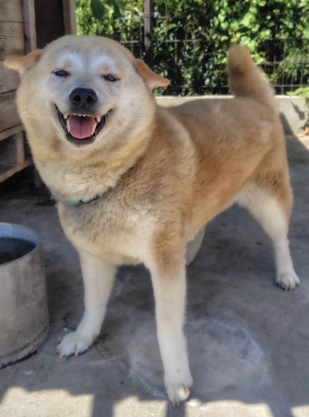 柴犬女の子杏ちゃん❤️