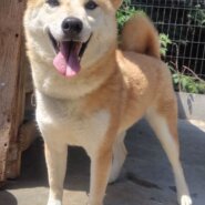 柴犬女の子キャサリンちゃん❤️