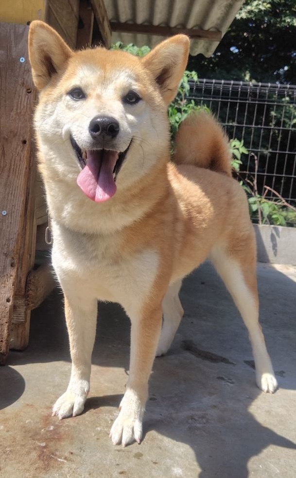 柴犬女の子キャサリンちゃん❤️