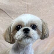 シーズーミックスの女の子しーちゃん❤️