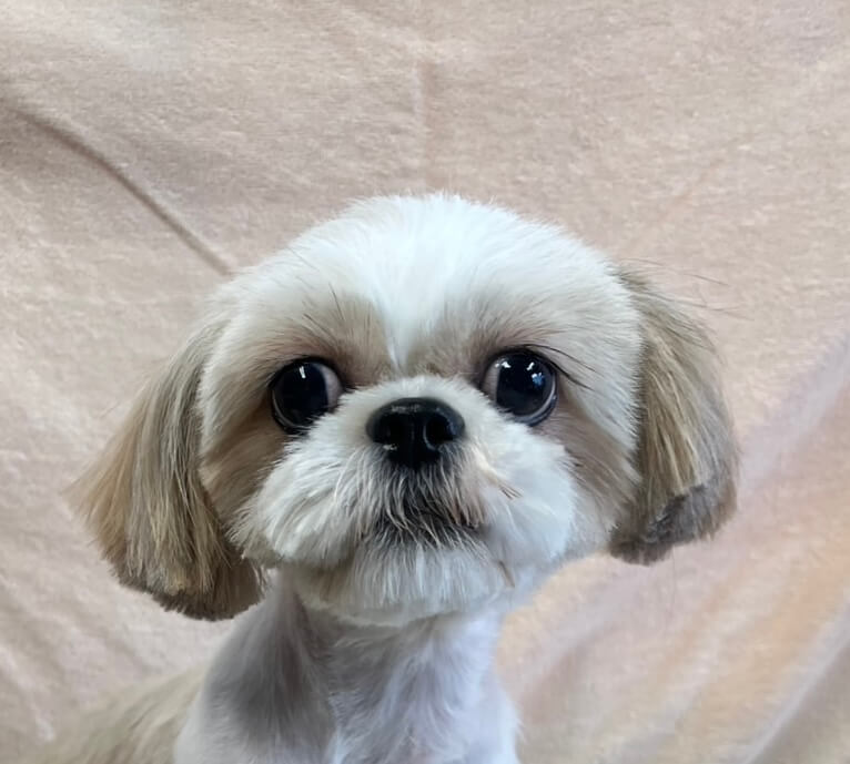 シーズーミックスの女の子しーちゃん❤️