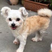 マルプー女の子ミミちゃん❤️