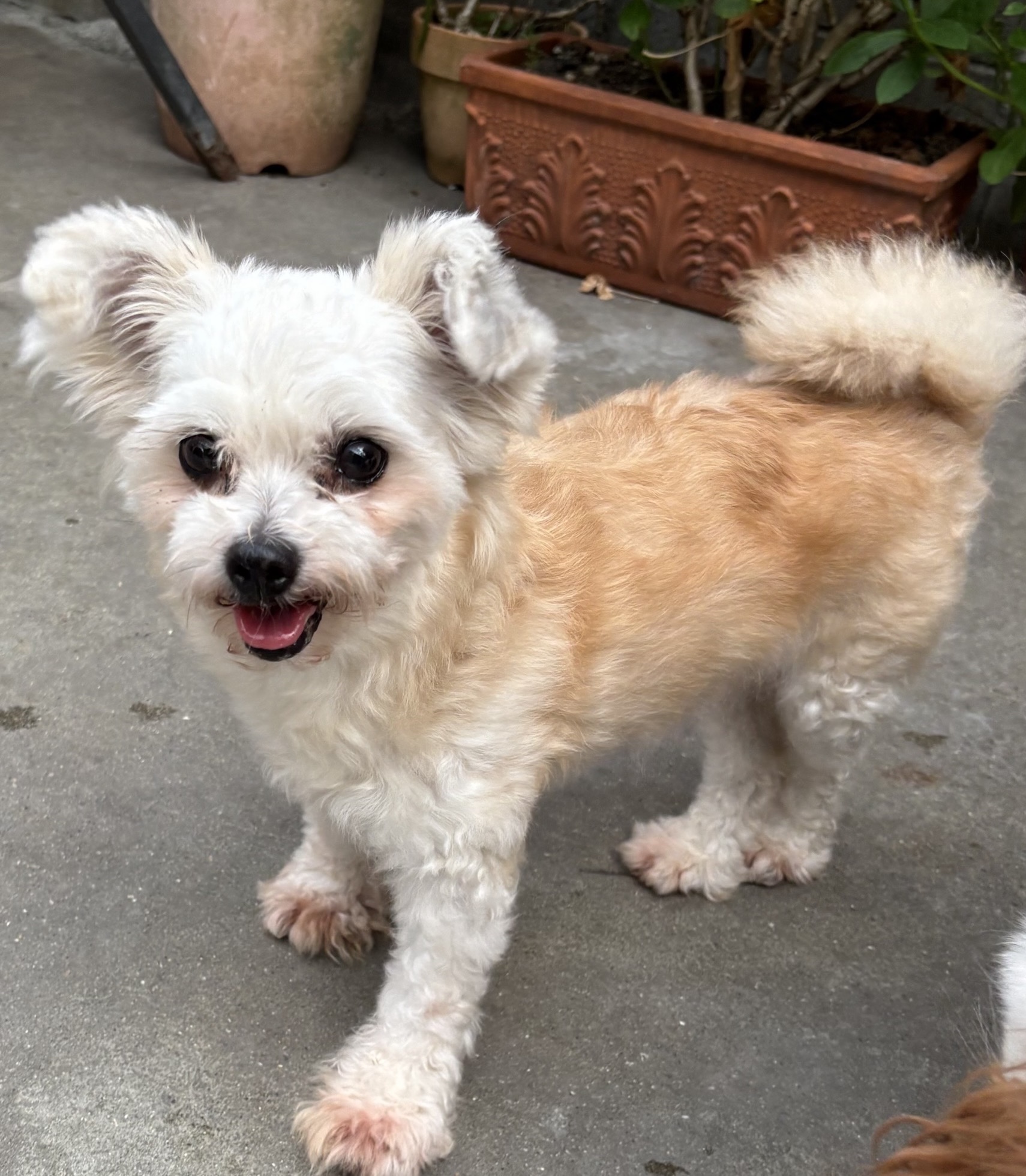 マルプー女の子ミミちゃん❤️