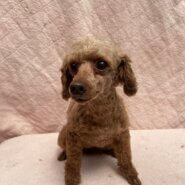 トイプードル女の子のはるちゃん❤️