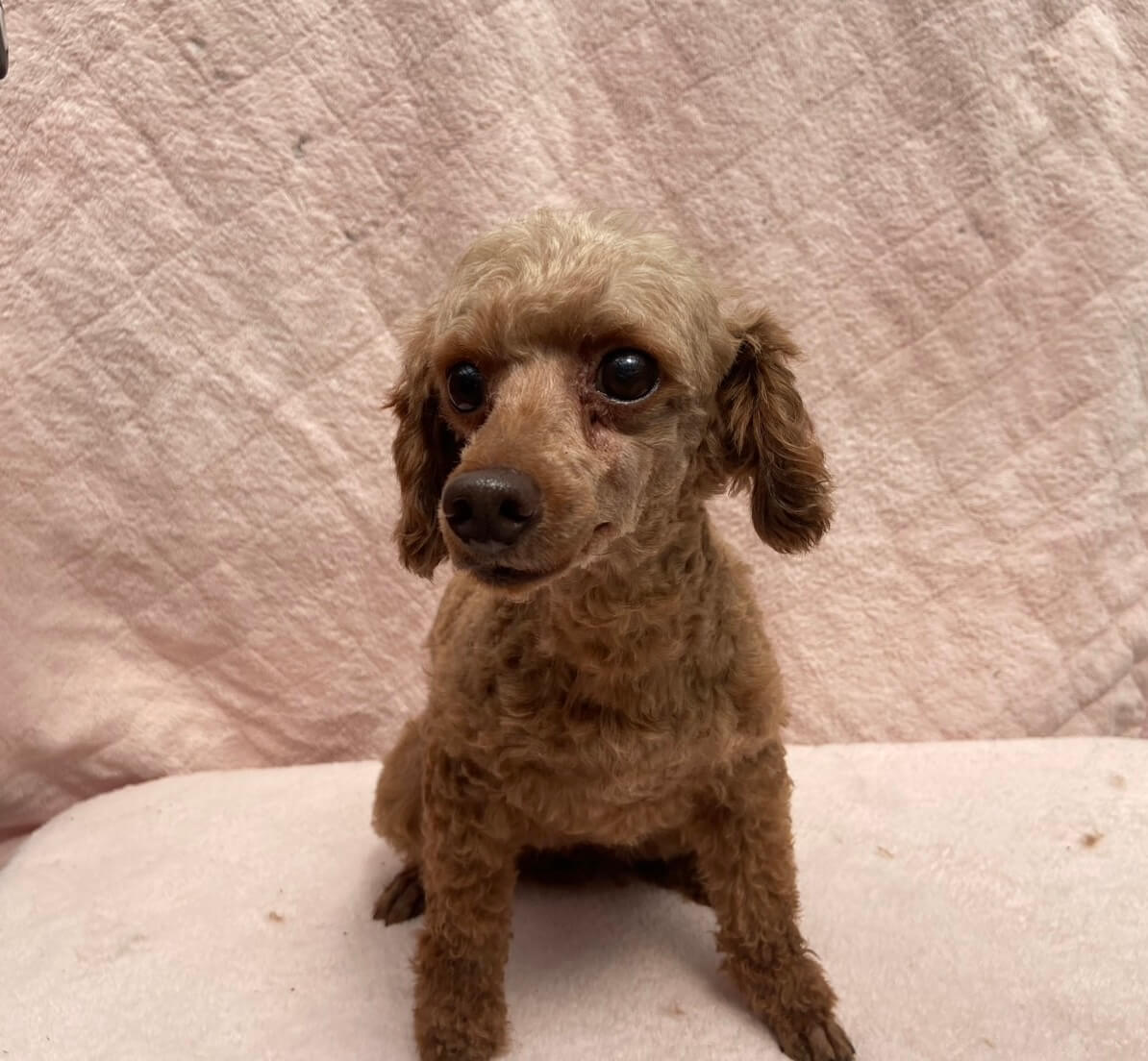 トイプードル女の子のはるちゃん❤️