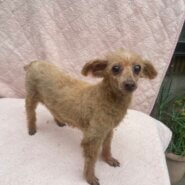 トイプードル女の子のはるみちゃん❤️