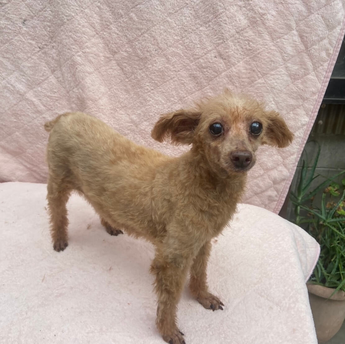 トイプードル女の子のはるみちゃん❤️