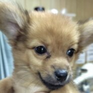 ダックスミックス女の子れもんちゃん❤️