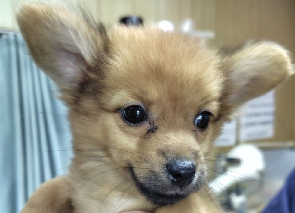 ダックスミックス女の子れもんちゃん❤️