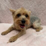 ヨーキー女の子メロンちゃん❤️