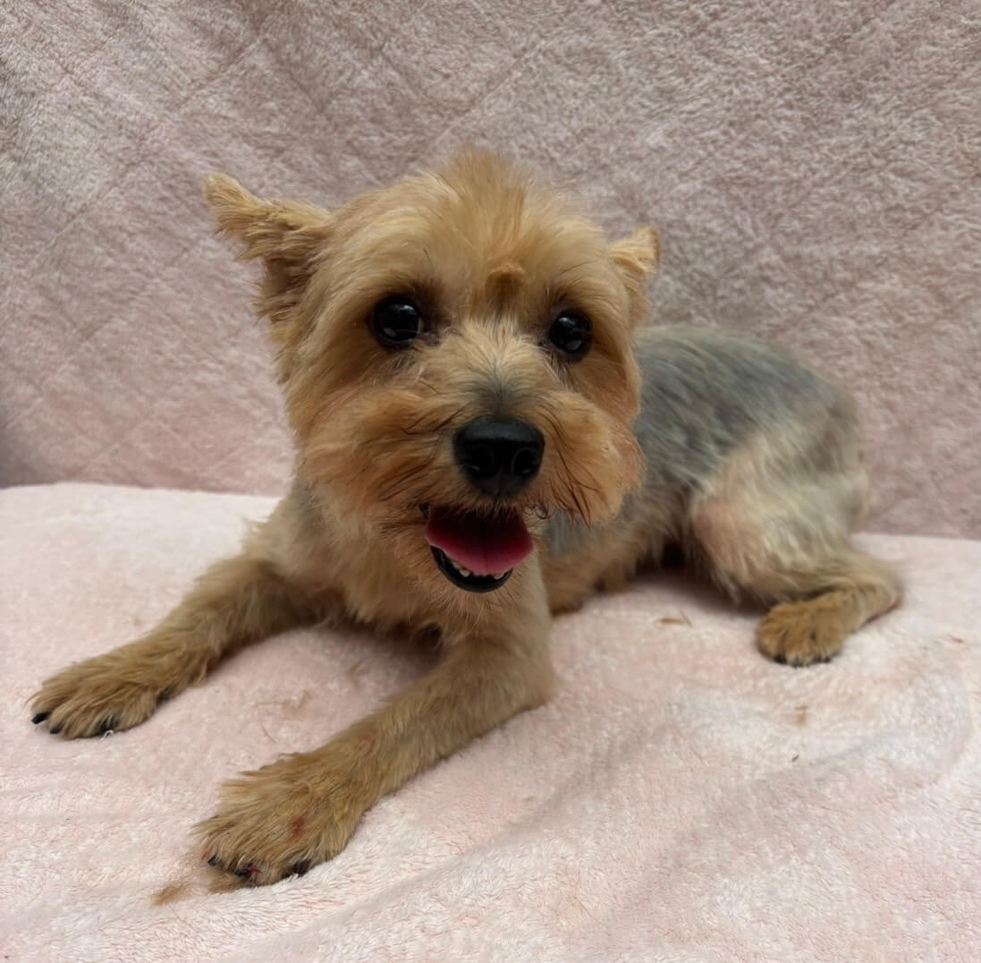 ヨーキー女の子メロンちゃん❤️