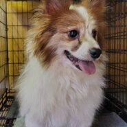 パピヨン男の子エースくん❤️