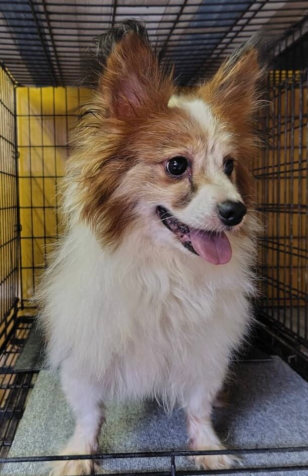 パピヨン男の子エースくん❤️