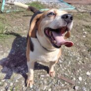 ビーグル男の子ハリーくん❤️