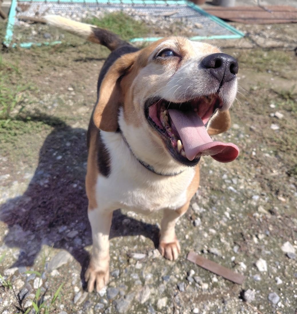 ビーグル男の子ハリーくん❤️