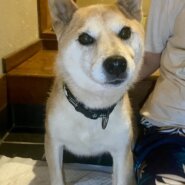 豆柴タイプの女の子マメちゃん❤️