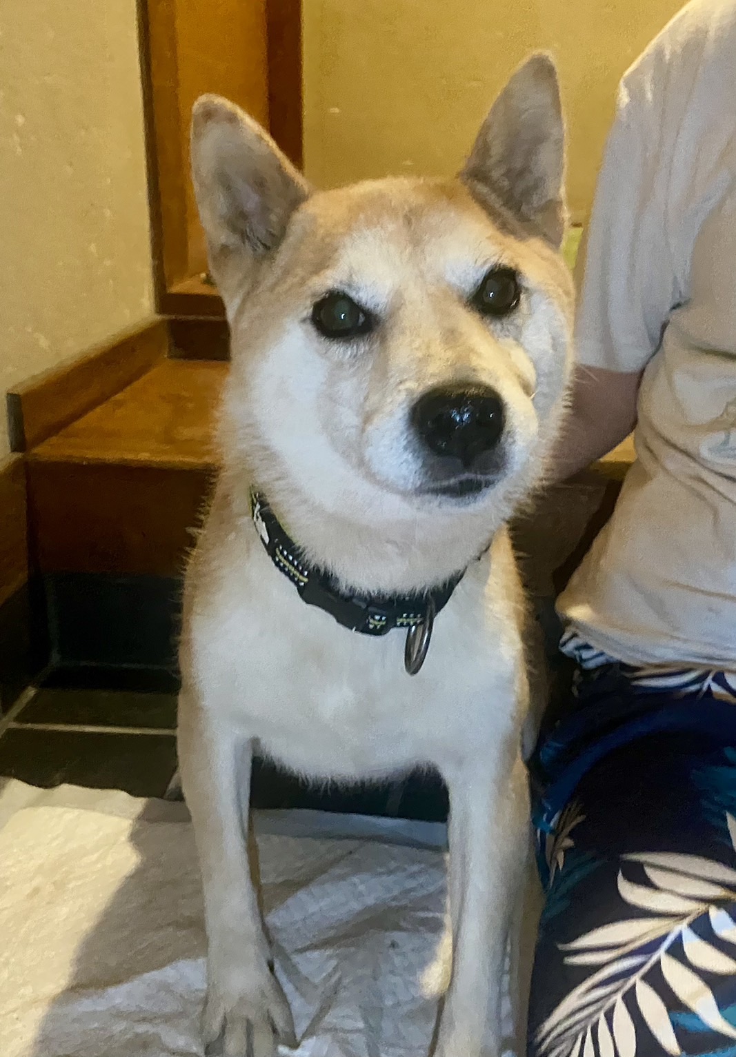 豆柴タイプの女の子マメちゃん❤️