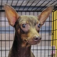 ミニピン男の子タローくん❤️