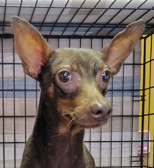 ミニピン男の子タローくん❤️