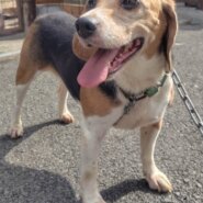 ビーグル女の子サチちゃん❤️