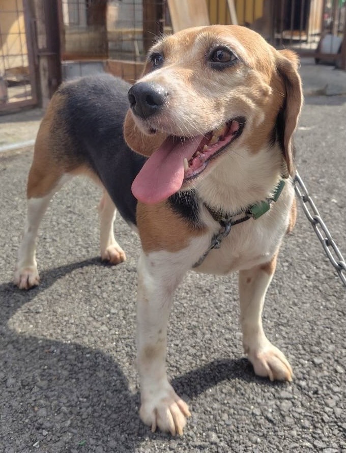 ビーグル女の子サチちゃん❤️