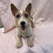 ジャック女の子のララちゃん❤️