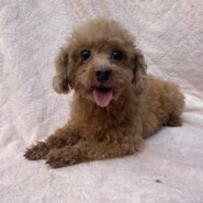 トイプードル女の子ローズちゃん❤️