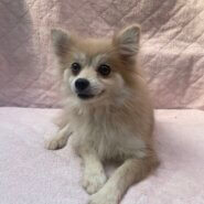 ポメラニアン女の子ヒヨちゃん❤️