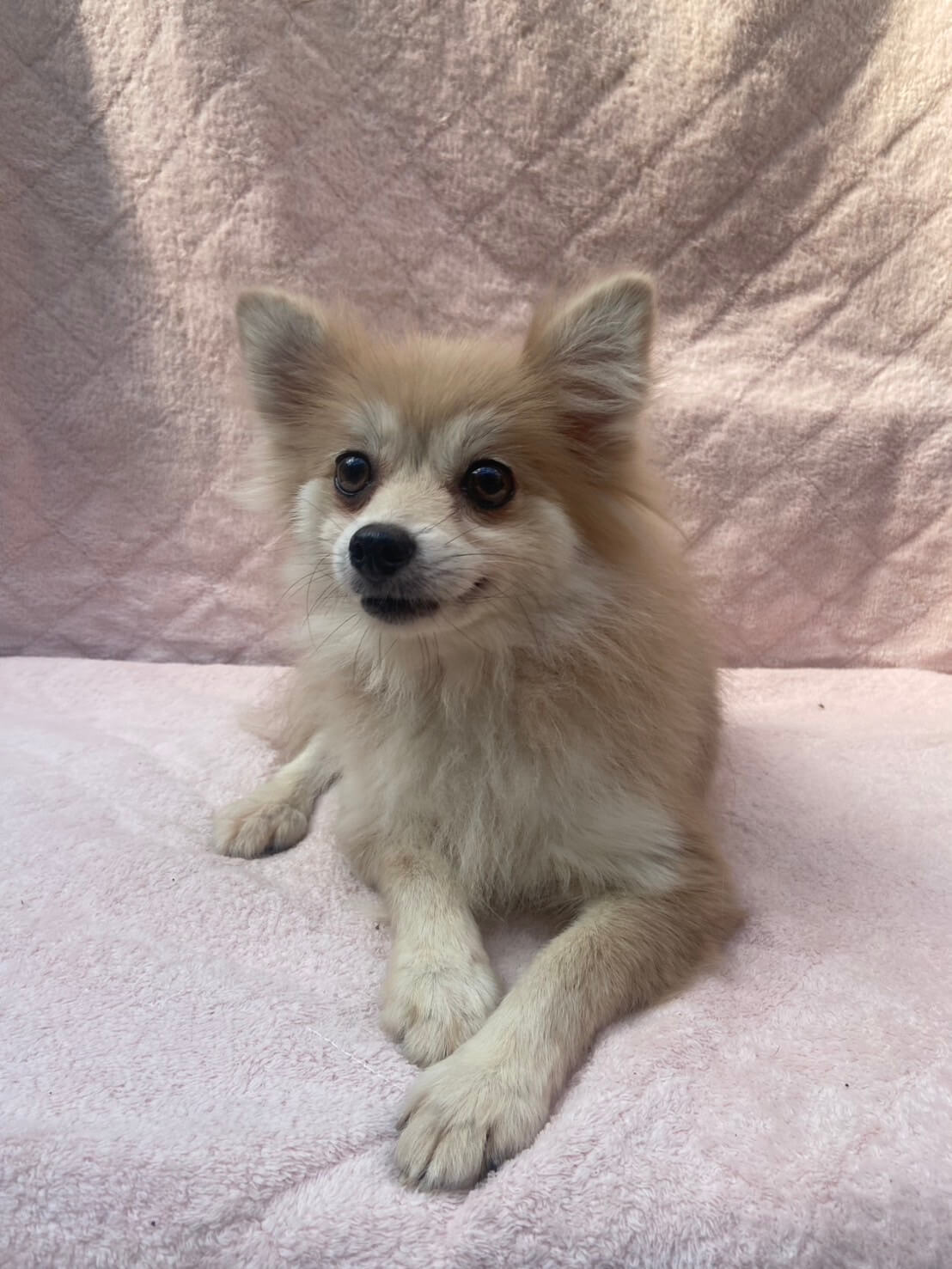 ポメラニアン女の子ヒヨちゃん❤️
