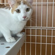 少し臆病だけど甘えん坊の茶白猫ちゃん