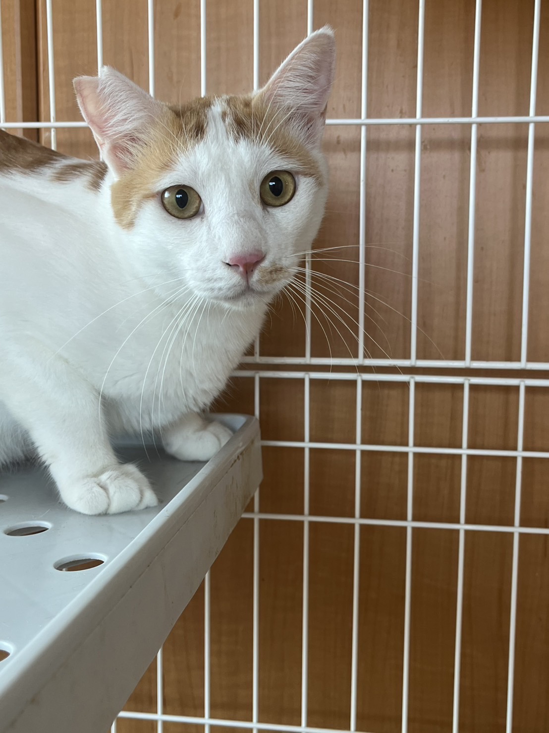 少し臆病だけど甘えん坊の茶白猫ちゃん