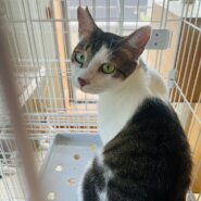 マイペースなハンサム猫ちゃん